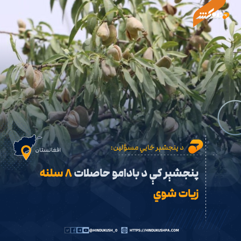 پنجشېر کې د بادامو حاصلات ۸ سلنه زیات شوي