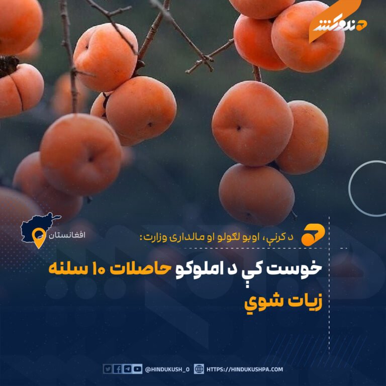خوست کې د املوکو حاصلات ۱۰ سلنه زیات شوي