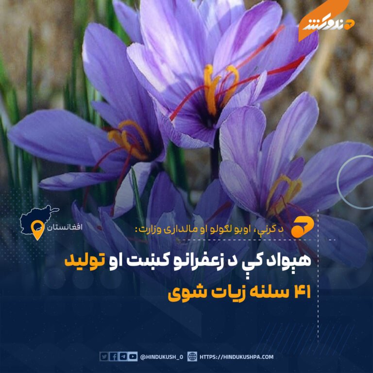 هېواد کې د زعفرانو کښت او تولید ۴۱ سلنه زيات شوی
