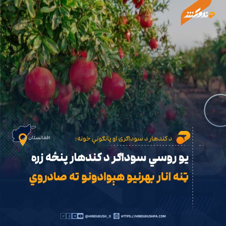 يو روسي سوداګر د کندهار پنځه زره ټنه انار بهرنیو هېوادونو ته صادروي